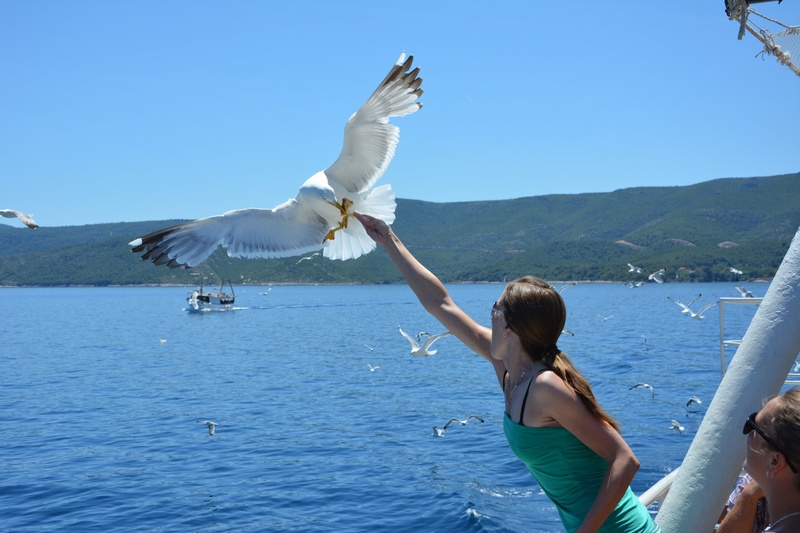 Lačni galeb by Uroš NIKON
