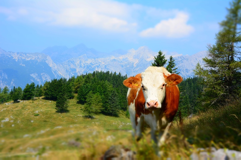 Velika planina by Uroš NIKON