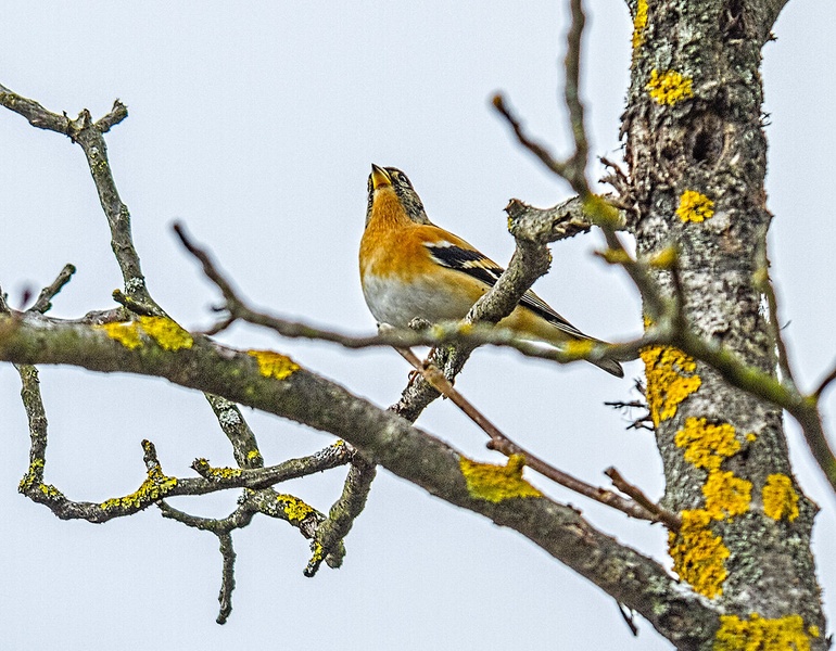 Pinoža by Bojan Žavcer