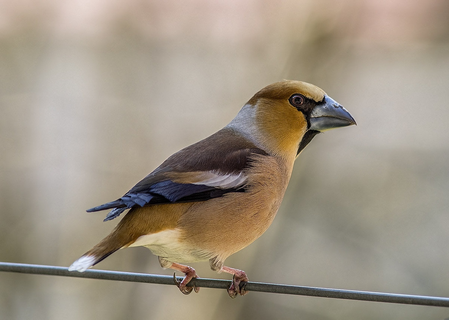 Bird on a Wire by Bojan Žavcer