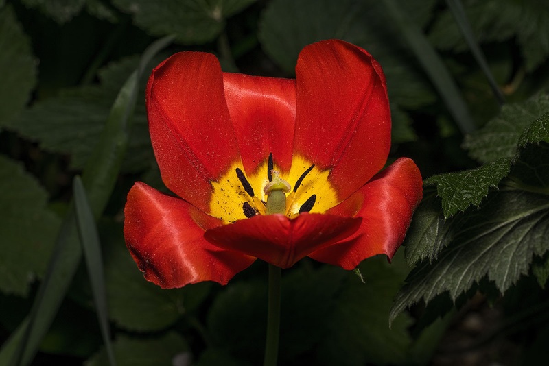 Tulipan by Bojan Žavcer