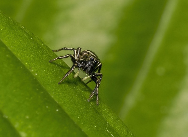 jumper spider by Bojan Žavcer