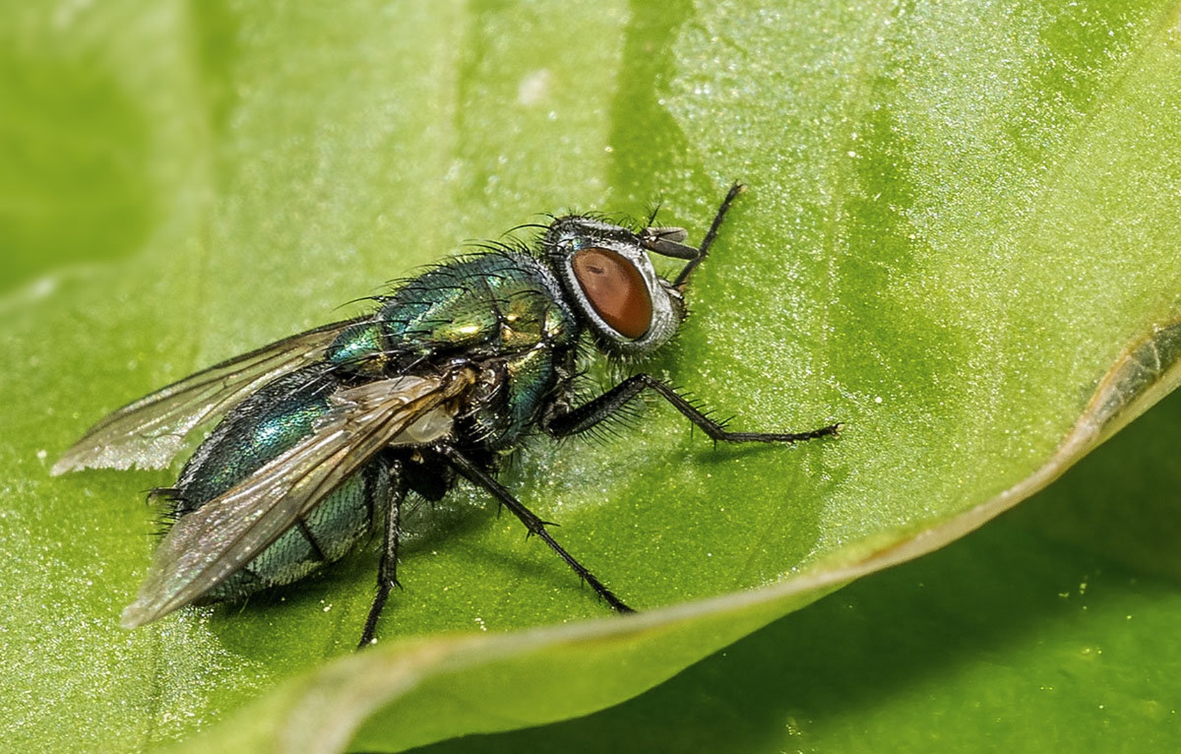 green bottle fly by Bojan Žavcer