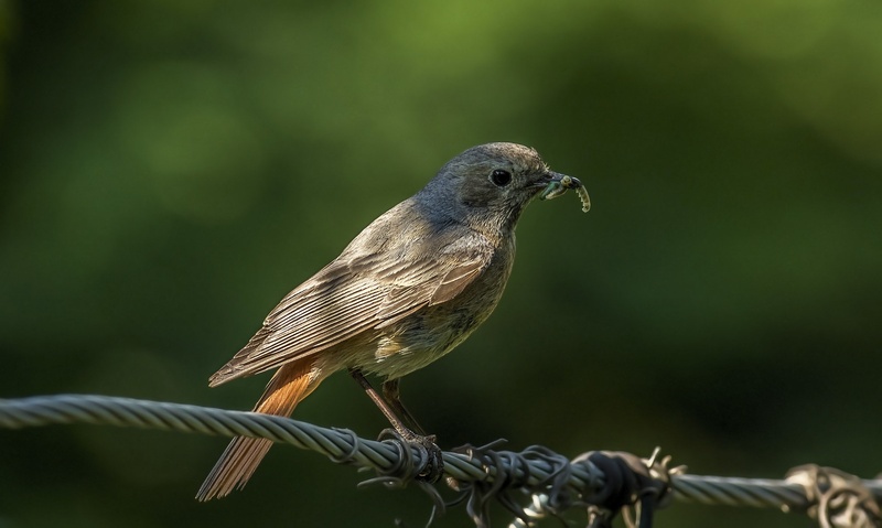 Nabiranje by Bojan Žavcer
