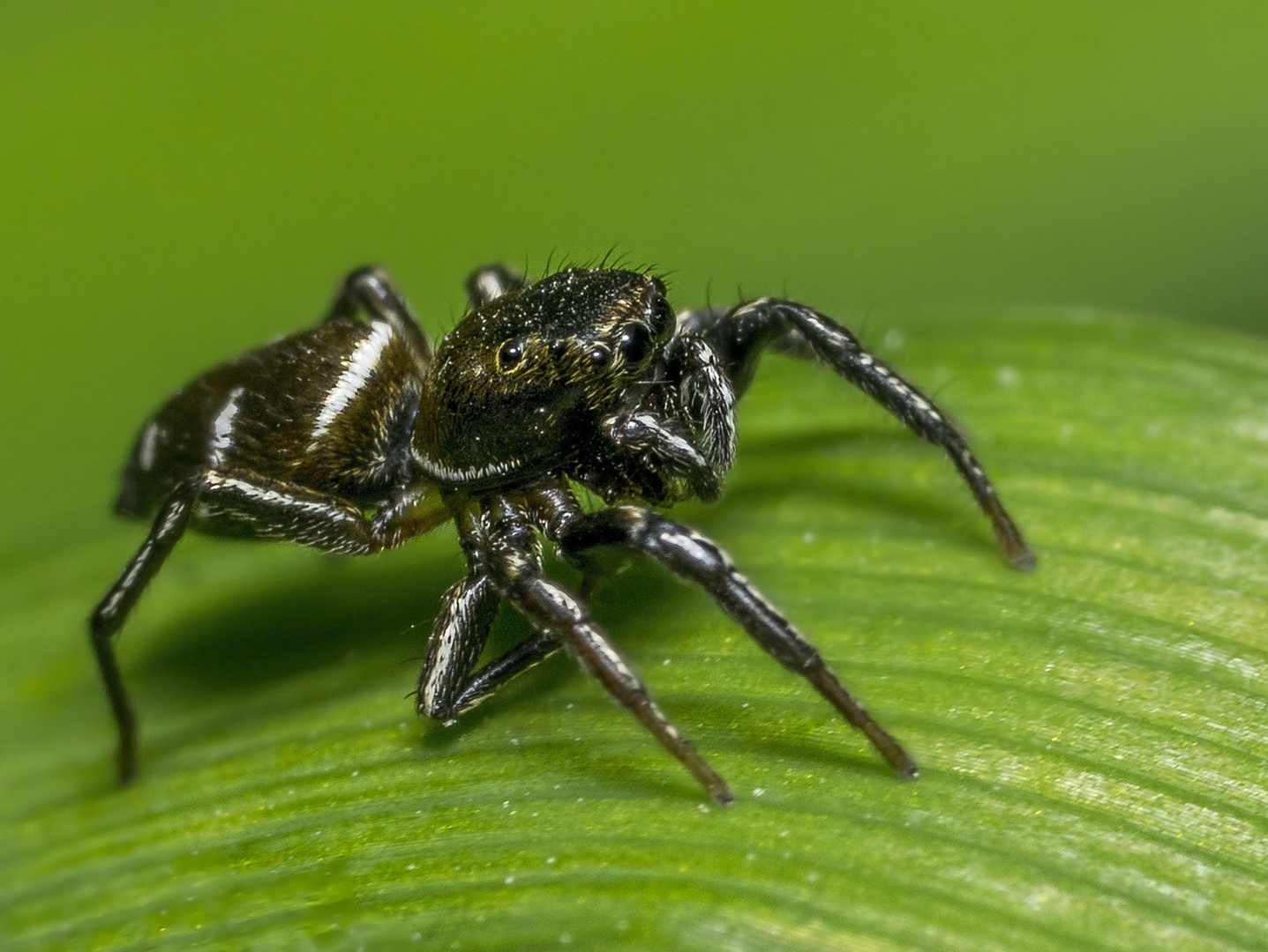 Heliophanus sp. by Bojan Žavcer