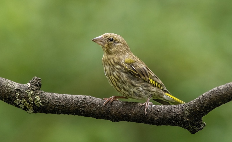 Carduelis chloris by Bojan Žavcer