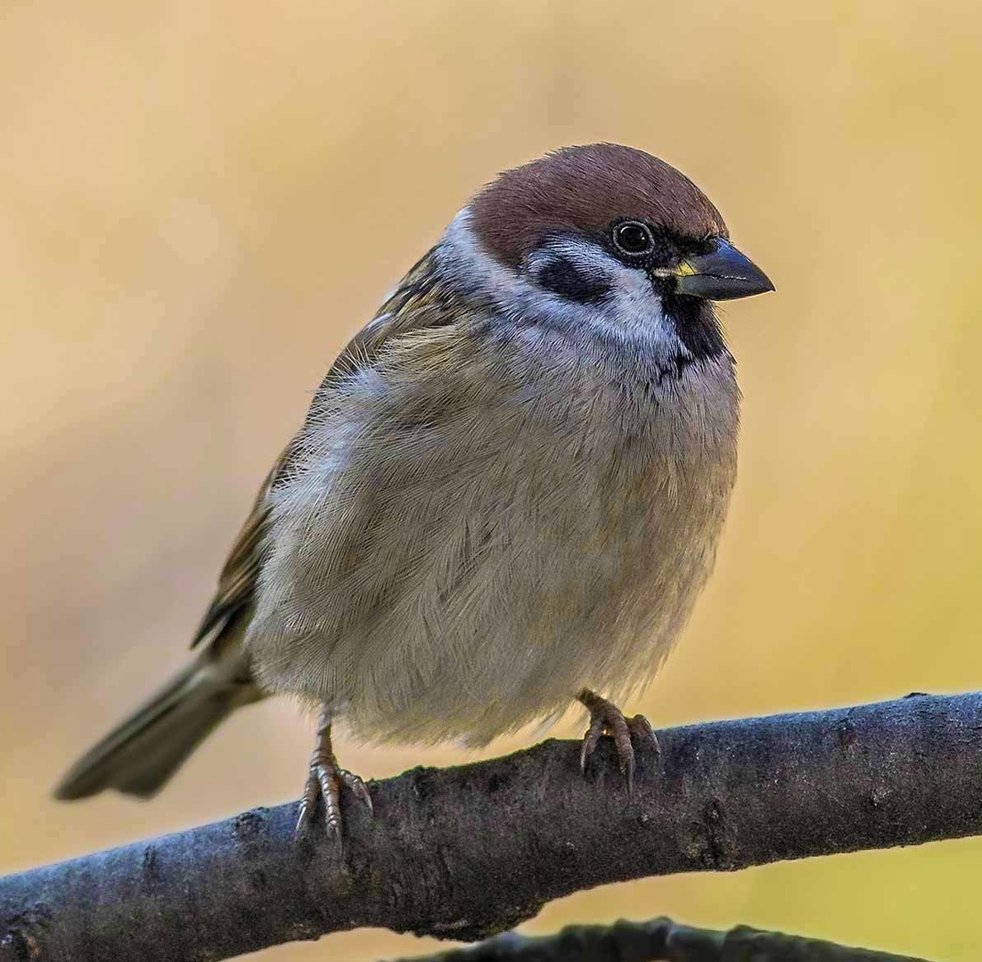 Eurasian tree sparrow by Bojan Žavcer