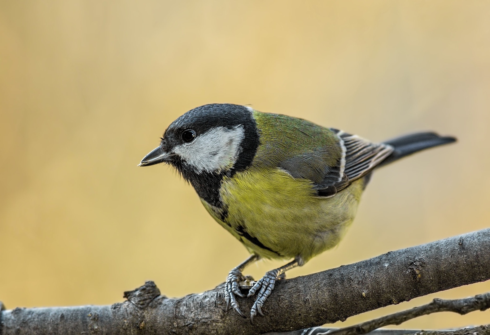 Great tit by Bojan Žavcer