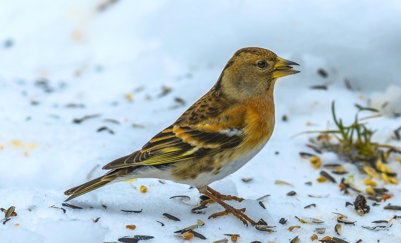 Brambling by Bojan Žavcer