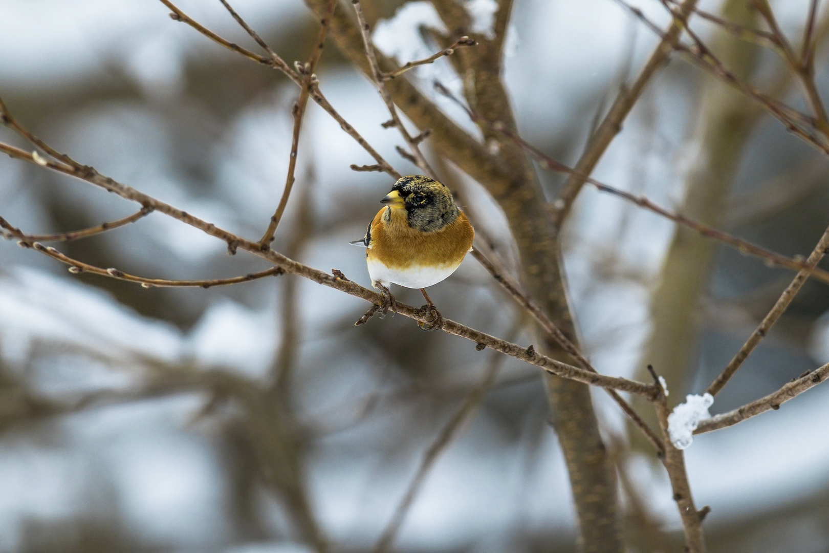 Brambling 2 by Bojan Žavcer