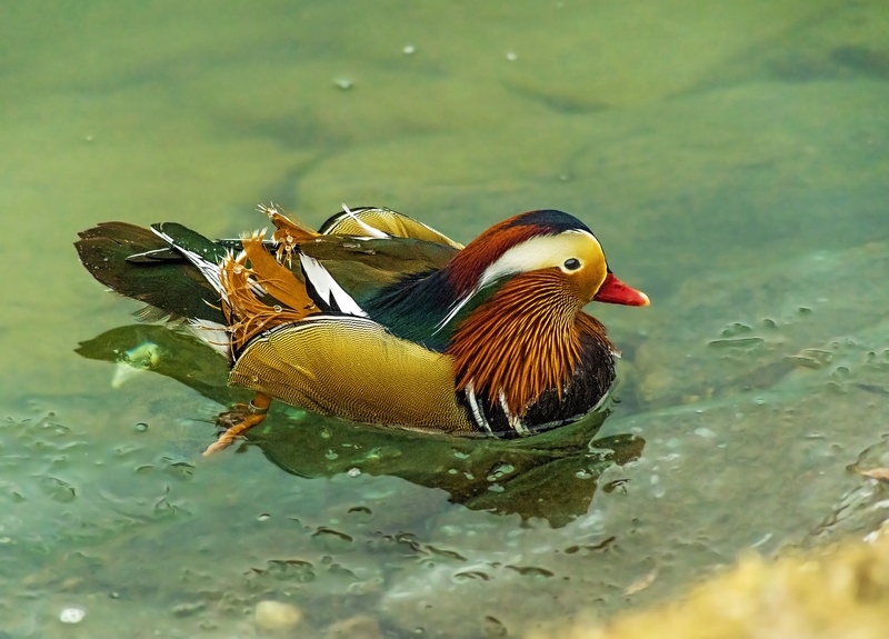 Mandarin duck   (winter -8 ° C) by Bojan Žavcer