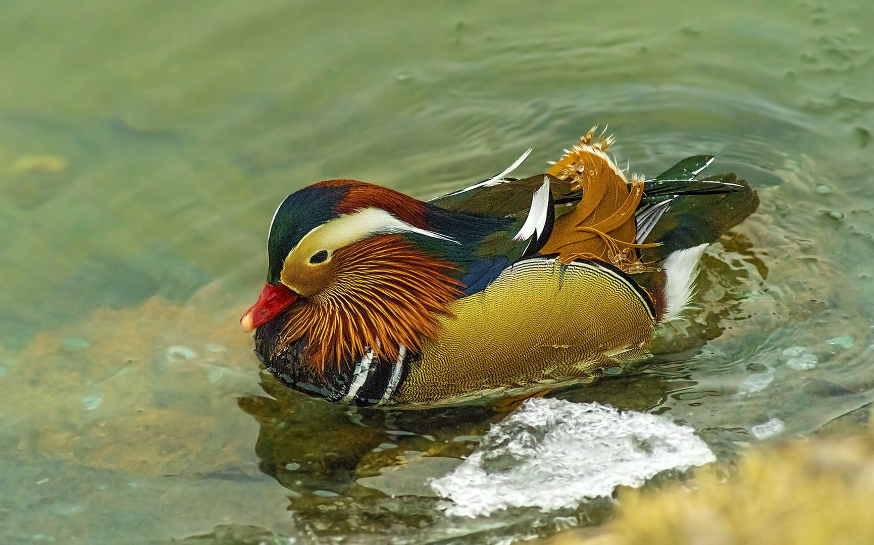 Mandarin duck by Bojan Žavcer