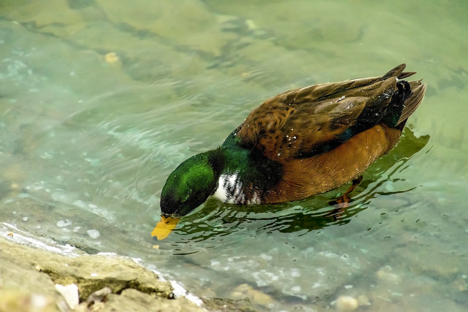Mallard "hybrid" X by Bojan Žavcer