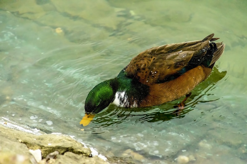 Mallard "hybrid" X by Bojan Žavcer