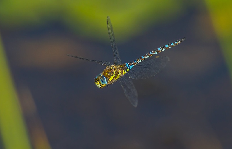 Zelenomodra deva 2 by Bojan Žavcer
