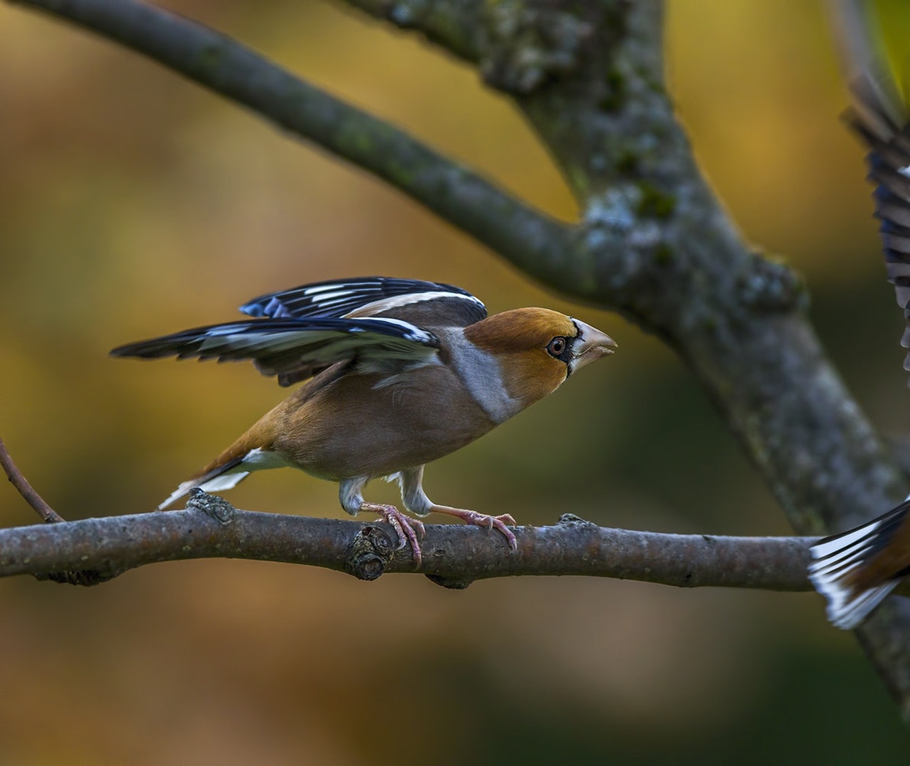 angry hawfinch 2 by Bojan Žavcer