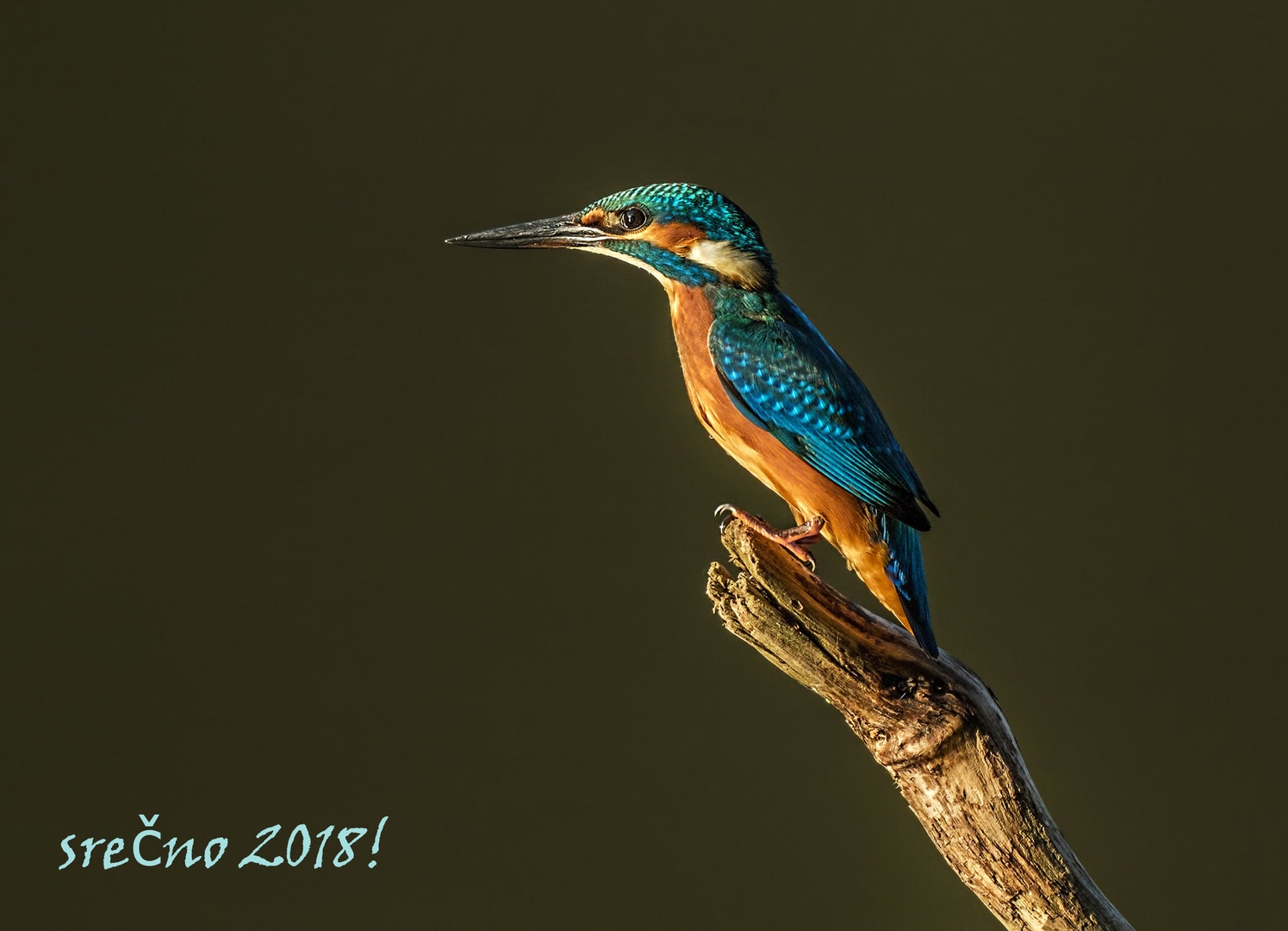 Merry Christmas and a Happy New Year! by Bojan Žavcer