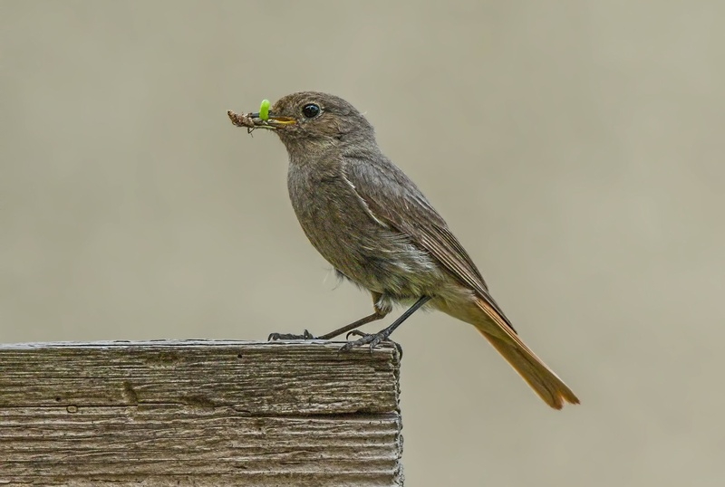 Black Redstart by Bojan Žavcer