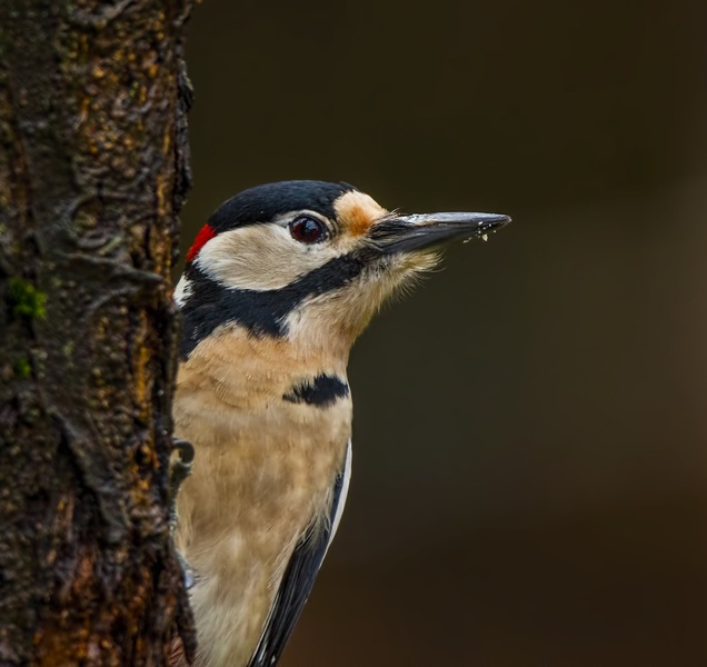 woodpecker by Bojan Žavcer