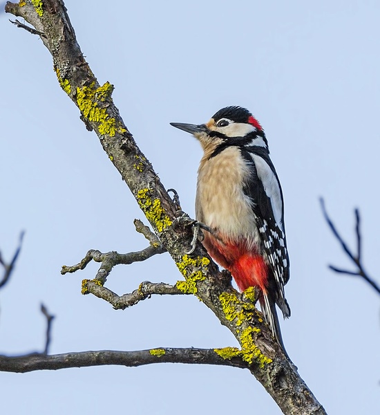 Woodpecker by Bojan Žavcer