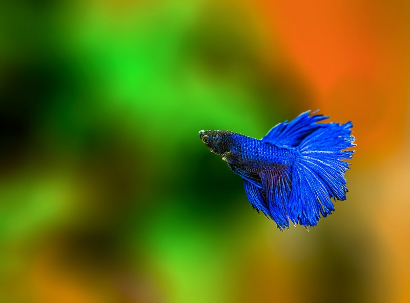 Siamese fighting fish by Bojan Žavcer