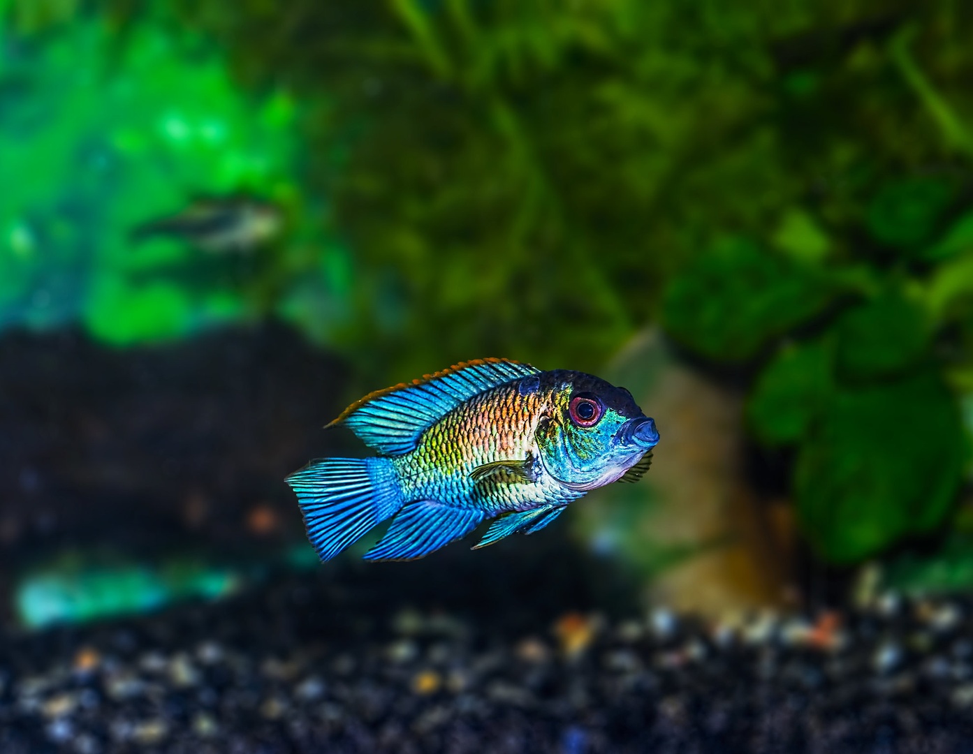 Blue Acara by Bojan Žavcer