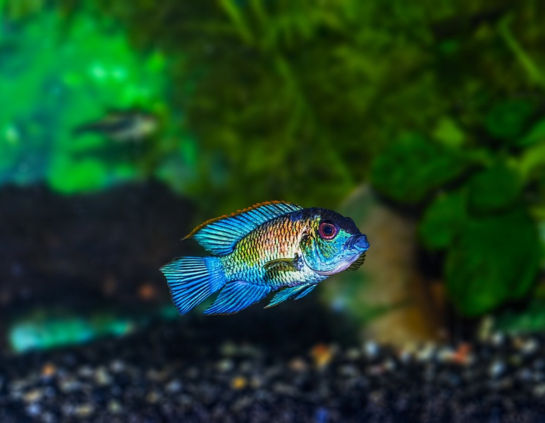 Blue Acara by Bojan Žavcer