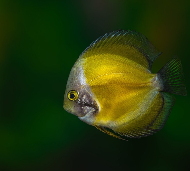 Marlboro Yellow Discus by Bojan Žavcer