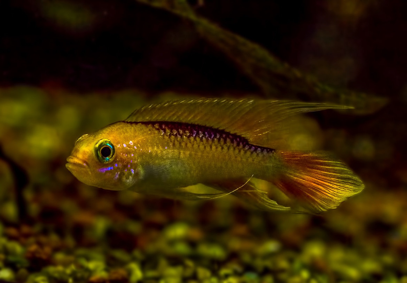 apistogramma agassizii fire red by Bojan Žavcer