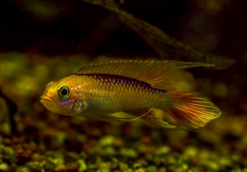 apistogramma agassizii fire red by Bojan Žavcer