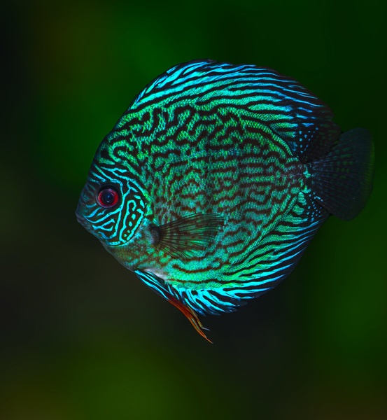 Turquoise discus by Bojan Žavcer