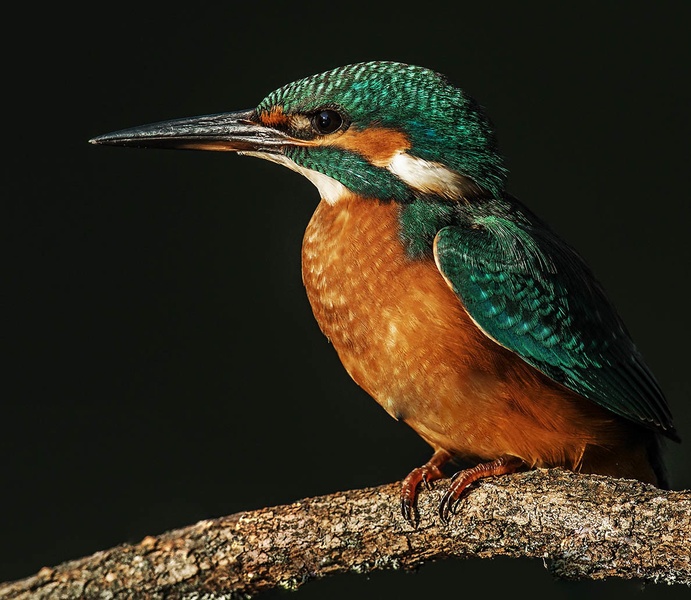 Kingfisher by Bojan Žavcer