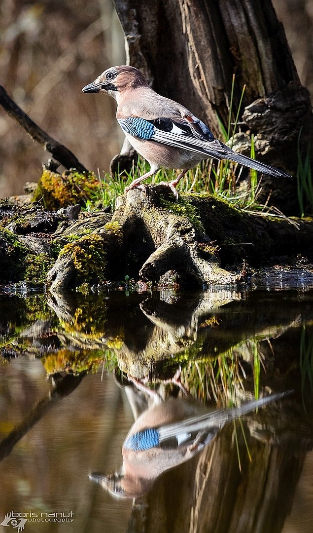 Garrulus glandarius se špegla by BORIS