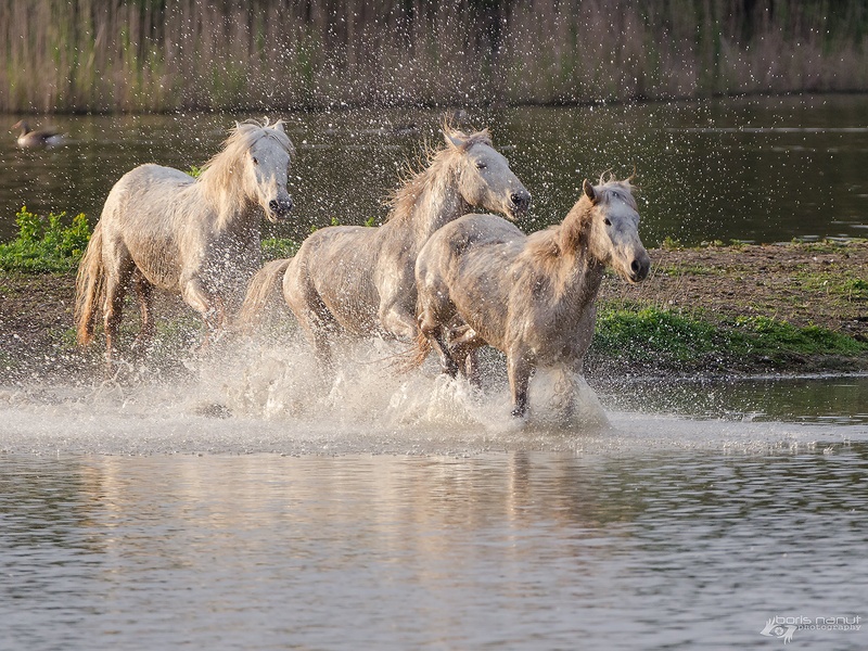 Camargue horses by BORIS