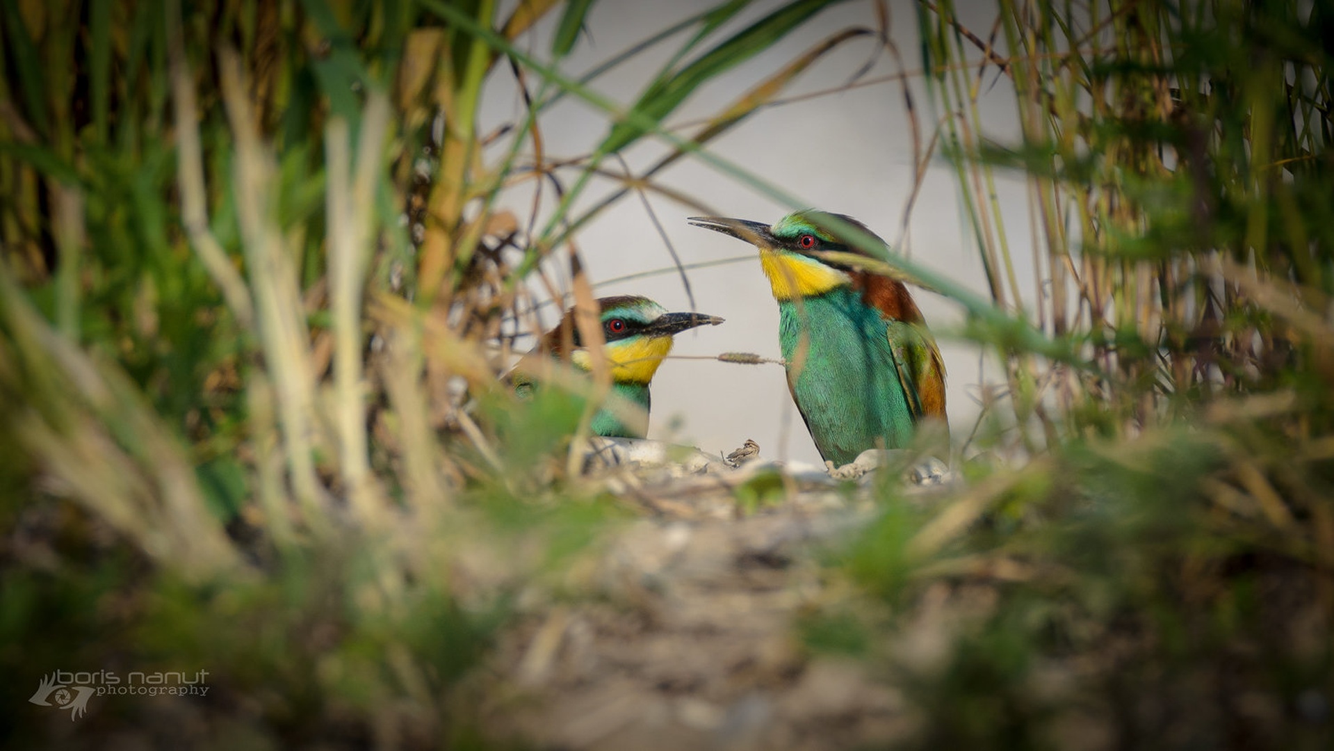 Angry Birds by BORIS