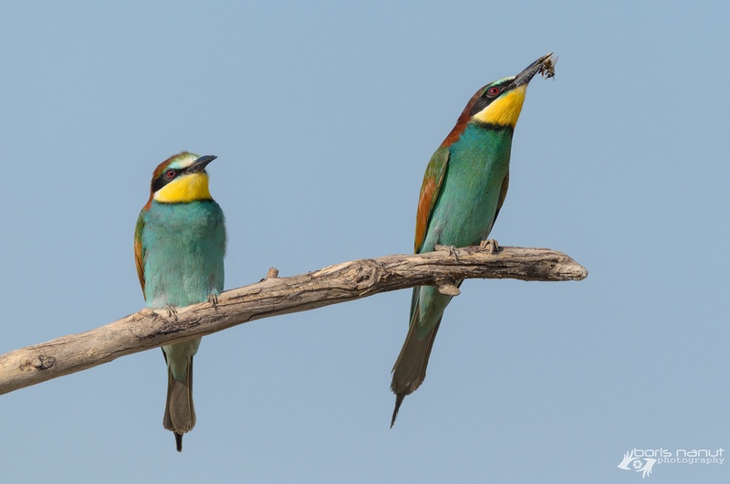 Merops Apiaster by BORIS