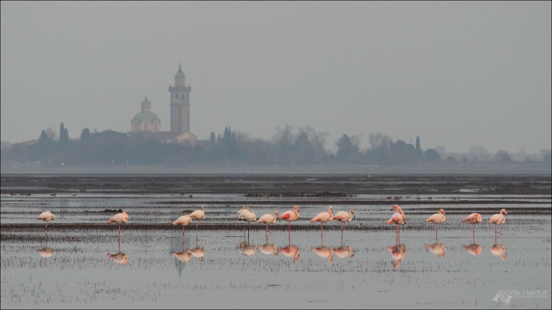 Flamingo Beach by BORIS