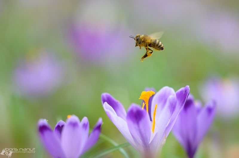 It's spring time! by BORIS