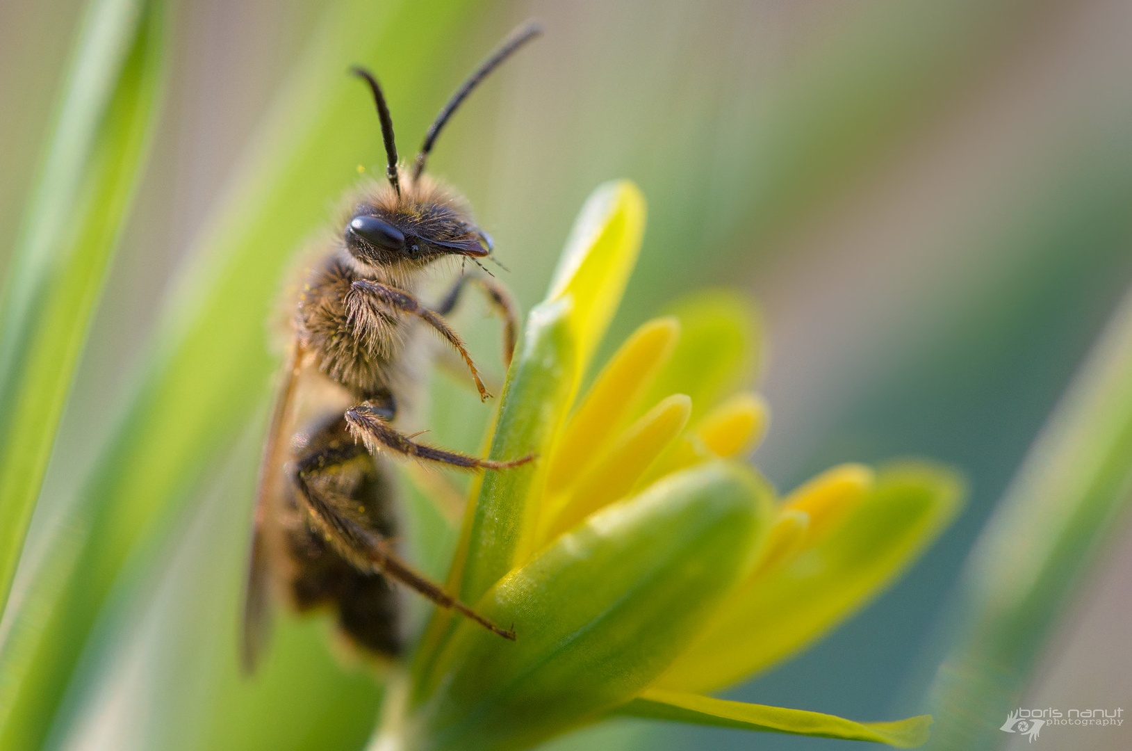 A Bug's Life by BORIS
