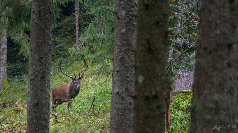 Kralj gozda by BORIS