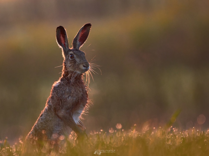 Backlight by BORIS