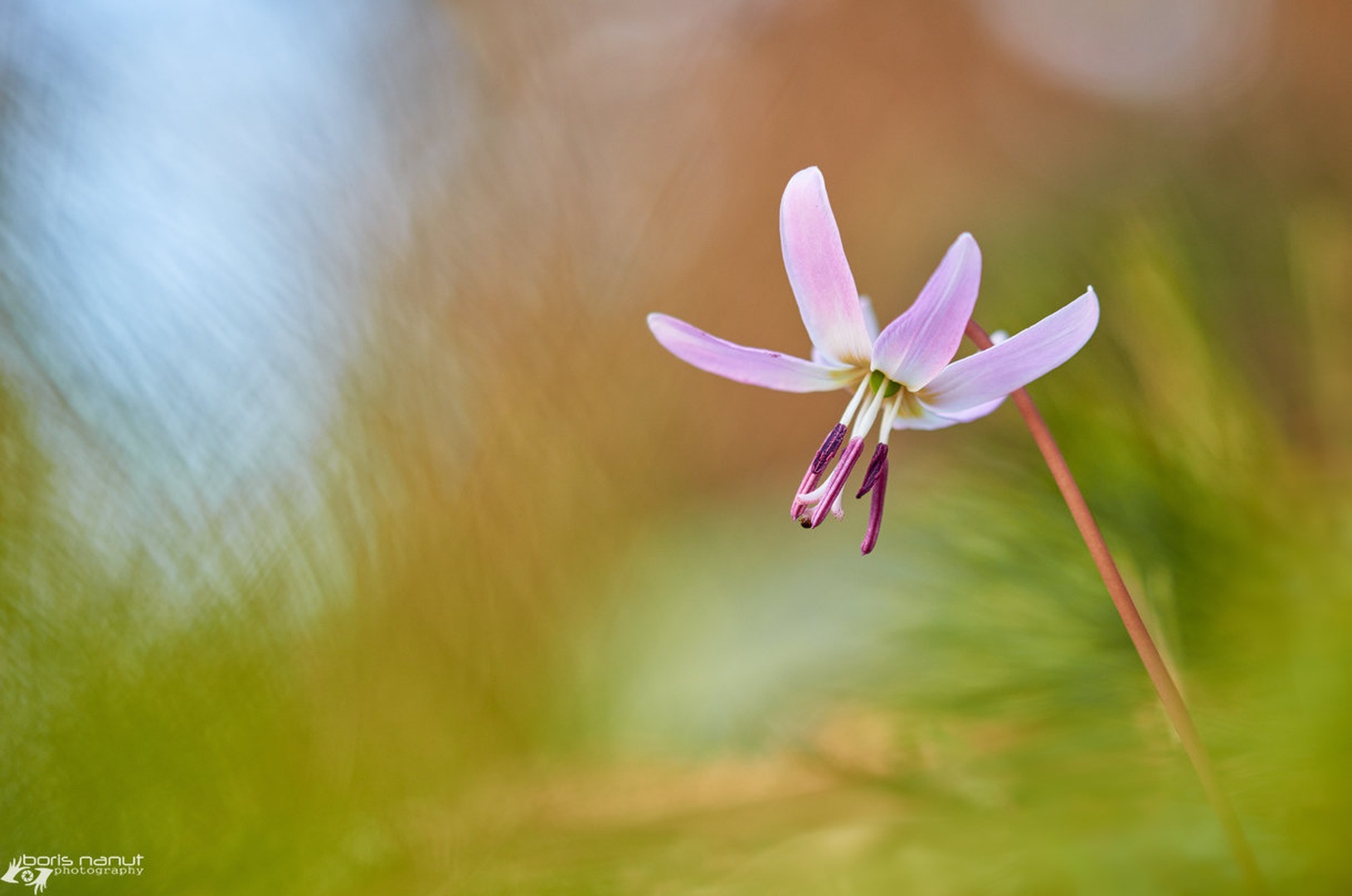 Pasji Zob (Erythronium dens-canis) by BORIS