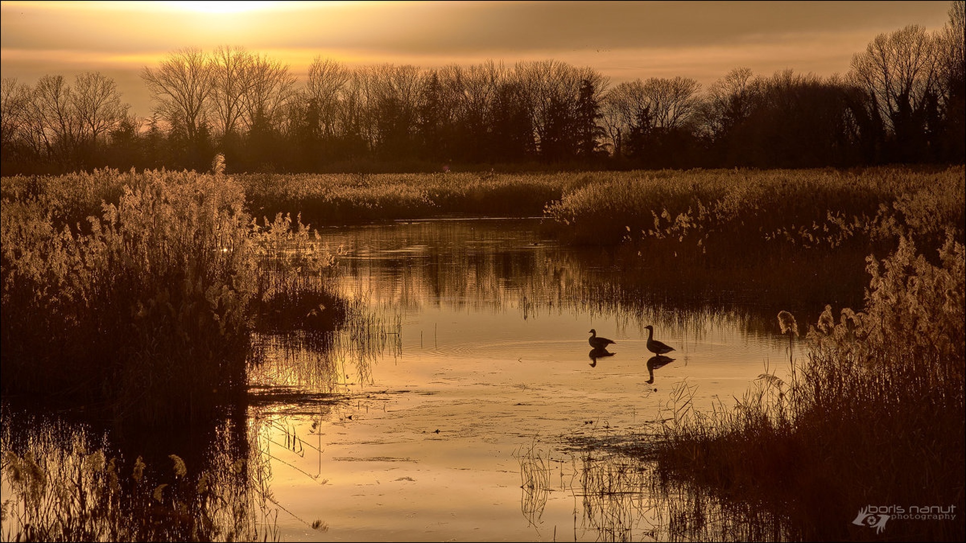Golden by BORIS