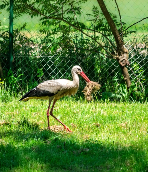 Štorklja by marko