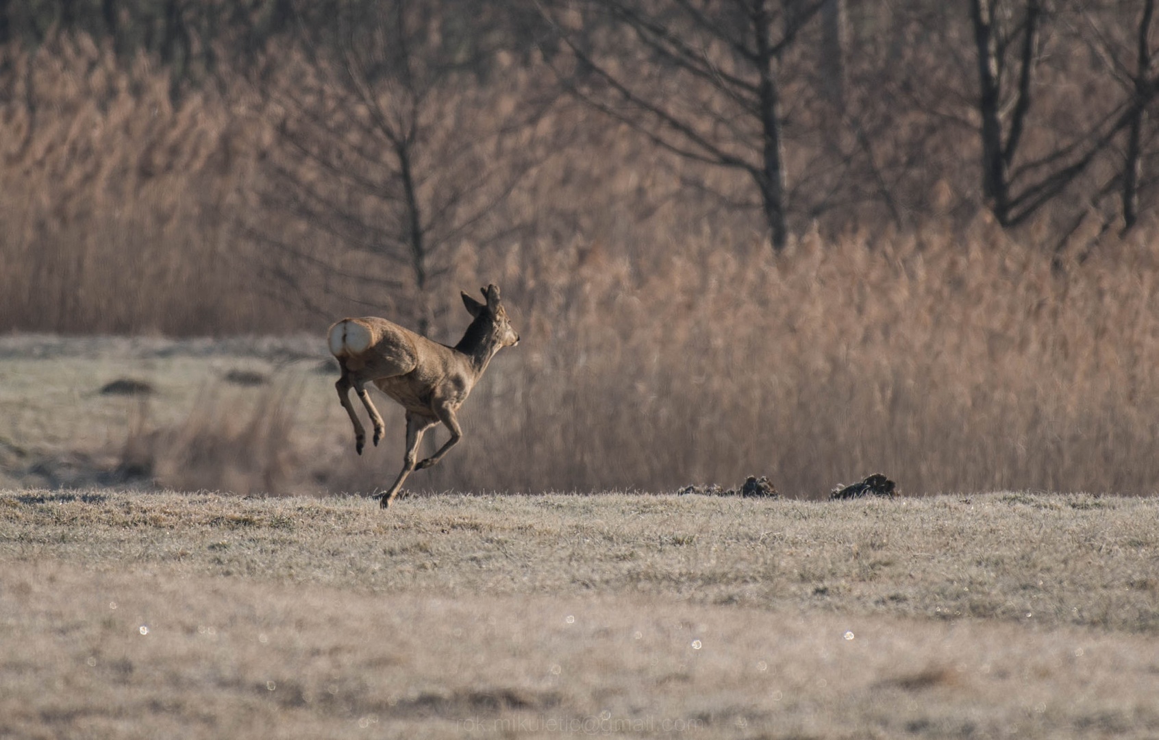 Hop Hop by Rok Mikuletič
