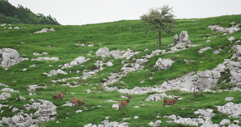 Stari mački na sestanku.. by Rok Mikuletič
