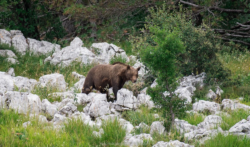 Medo by Rok Mikuletič
