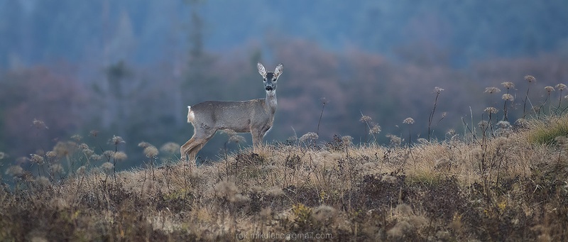 Obzorje by Rok Mikuletič