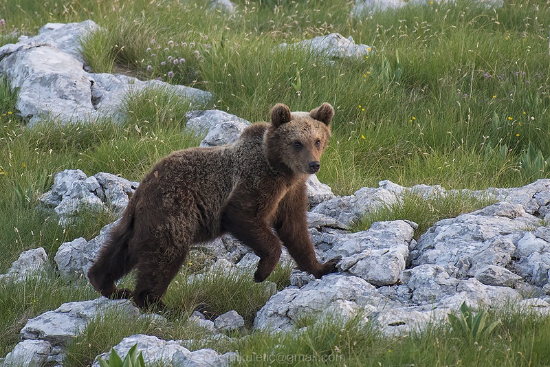 Bo ta poza vredu? by Rok Mikuletič