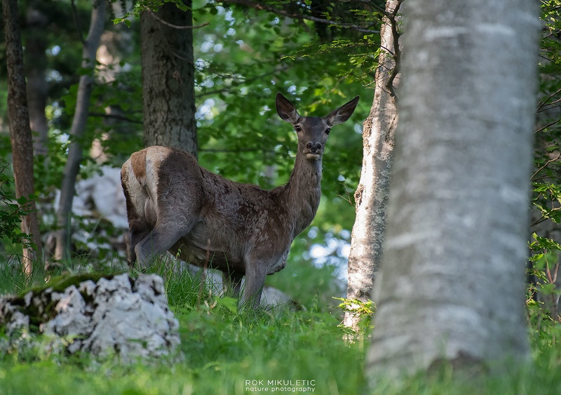 Sveža zelena. by Rok Mikuletič